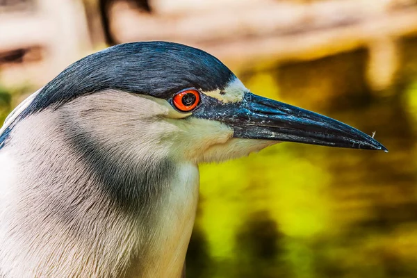 Цветная Черная Коронованная Ночь Цапля Рыбалка Florida Nycticorax — стоковое фото