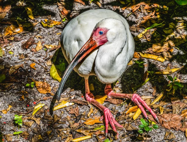 カラフルなアメリカのホワイトアイビス釣りフロリダユードシムスアルバス — ストック写真