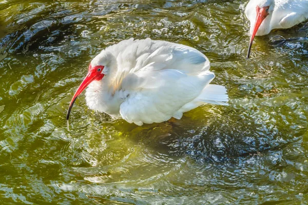 Färgglada Amerikanska Vita Ibis Fiske Florida Eudocimus Albus — Stockfoto