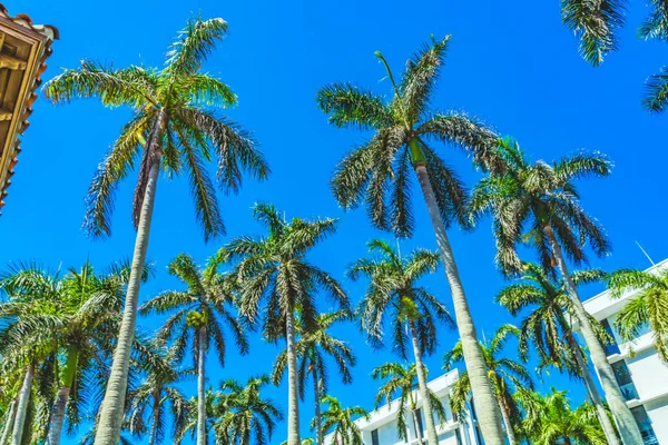 Tall Palm Trees Apartment Buildings Downtown Palm Beach Florida — Stock Photo, Image