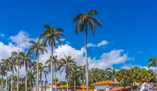 Palmeras Altas Apartamento Naranja Techos Edificios Centro Palm Beach Florida — Foto de Stock