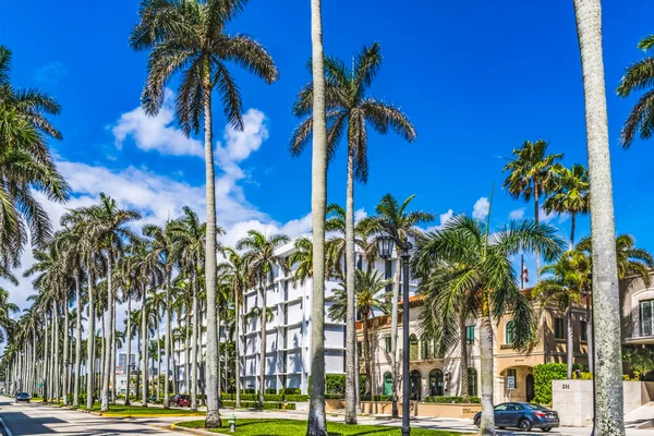 Tall Palm Trees Main Street Cars Apartment Buildings Downtown Palm — Stock Photo, Image