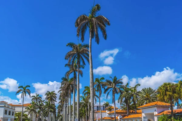 Tall Palm Trees Apartamento Orange Roofs Edifícios Downtown Palm Beach — Fotografia de Stock