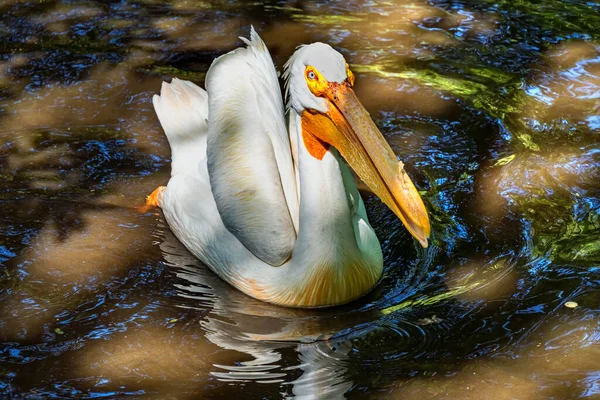 Kolorowe American White Pelican Reflection Floryda Pelecanus Erythrorhynchos Znalezione Całych — Zdjęcie stockowe