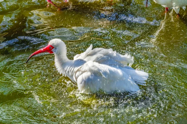 Colorido Americano Blanco Ibis Chapoteo Tomando Baño Florida Eudocimus Albus — Foto de Stock