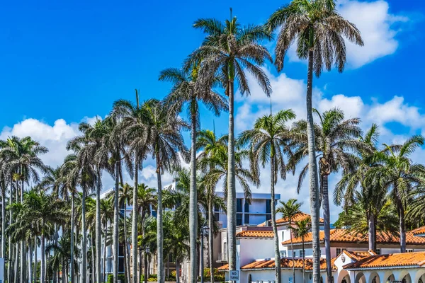 Tall Palm Trees Apartment Orange Roofs Buildings Downtown Palm Beach — Stock Photo, Image