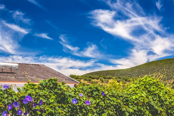 Blue Morning Glory Flowers Green Leaves Blue Sky Clouds Countryside — Stock Photo, Image