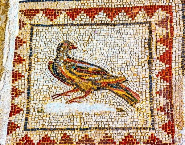 Colorful Ancient Bird Mosaic Ruins Italica Roman City Seville Andalusia — Stock Photo, Image