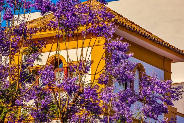 Barevná Modrá Jacaranda Květy Žlutá Bílá Budova Sevilla Andalusie Španělsko — Stock fotografie