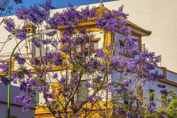 色彩艳丽的蓝色Jacaranda花黄色白色建筑物塞维利亚 安达卢西亚西班牙 — 图库照片