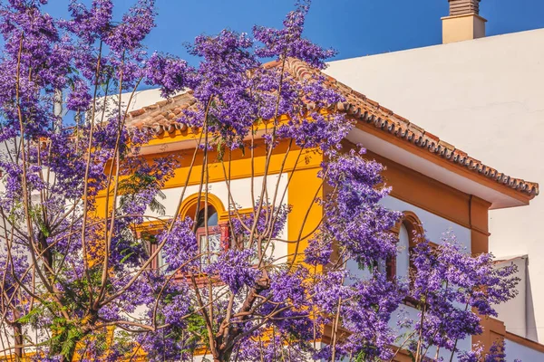 Azul Colorido Jacaranda Flores Amarelo Edifícios Brancos Sevilha Andaluzia Espanha — Fotografia de Stock