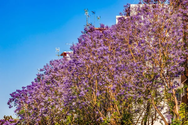 道路の建物に沿ってカラフルなブルージャカランダの花セビリアアンダルシアスペイン — ストック写真