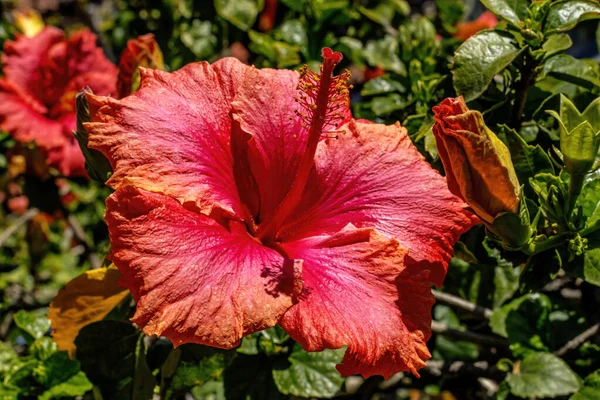 Pink Vista Orange Tropical Hibiscus Flower Green Leaves California Tropical — Stock Photo, Image