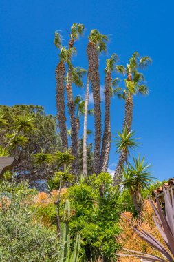 Palm Trees Tesisleri Eski San Diego California. Eski kasaba 1700 'lerden 1800' lere kadar.
