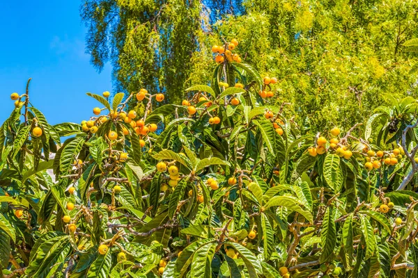 Yeşil Portakal Lokuat Ağacı Eski San Diego California Aslen Meyveleri — Stok fotoğraf