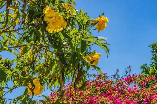 Yellow Trumpetbush Pink Bougainvillea Lojas Lojas Old Town San Diego — Fotografia de Stock