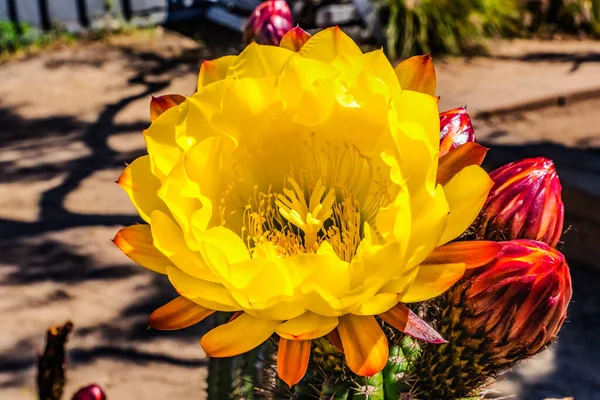 Stor Gul Prickley Päron Kaktus Blomma Gamla Stan San Diego — Stockfoto