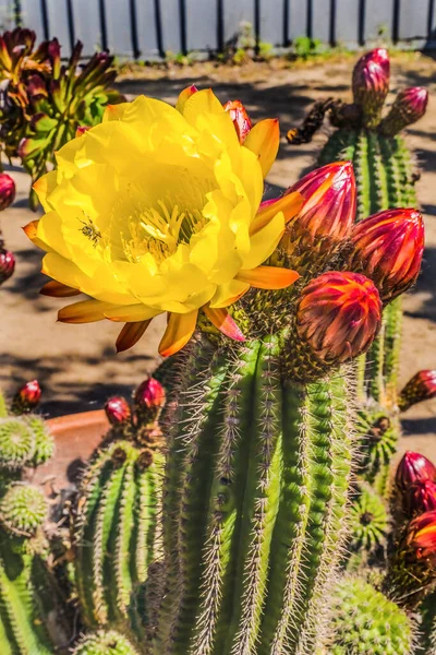 Duży Żółty Prickley Gruszka Kaktus Pszczoła Kwiat Stare Miasto San — Zdjęcie stockowe