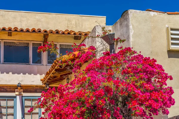 Large Pink Bougainvillea White Buildings Old Town San Diego California — Stock Photo, Image