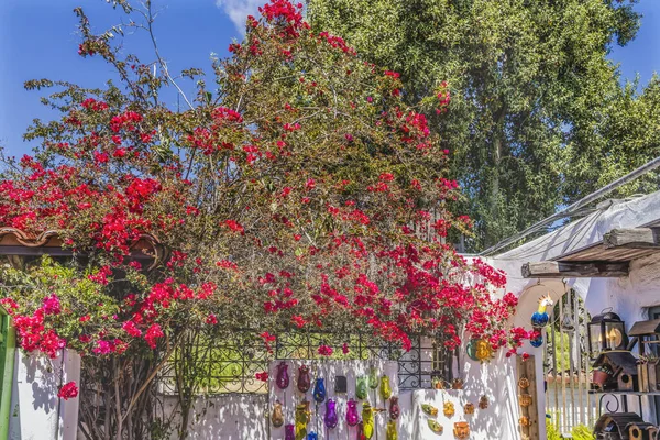 Large Pink Bougainvillea Shops Stores Old Town San Diego California — Stock Photo, Image