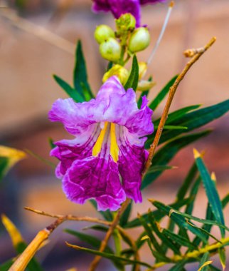 Chilopsis Desert Willow Pink Yellow  Purple  Blossoms Blooming Macro Chilopsis linearis Moab Utah Cultivated for large flowers clipart