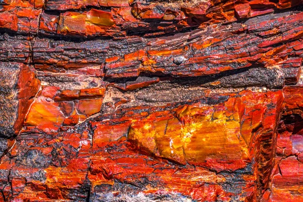 Red Orange Yellow Petrified Wood Log Abstrato Floresta Cristal Parque — Fotografia de Stock