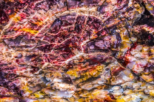 Rood Oranje Geel Versteend Hout Log Abstract Kristalwoud Versteend Bos — Stockfoto