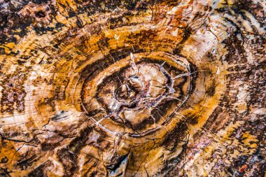 Red Orange Yellow Petrified Wood Log Abstract Crystal Forest Petrified Forest National Park Arizona  clipart