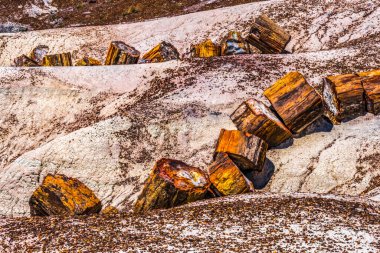 Red Orange Yellow Petrified Wood Logs Crystal Forest Petrified Forest National Park Arizona  clipart
