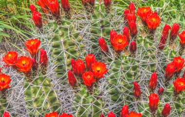 Kırmızı Turuncu Çiçekler Claret Kupası Kirpi Kirpi Kaktüs Kingcup Kaktüs Çiçek açan Echinocereus Triglochidiatus Botanik Parkı Albuquerque New Mexico