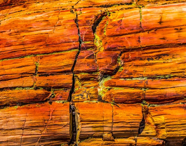 Реферат Red Orange Yellow Petrified Wood Log Crystal Forest Petrified — стоковое фото