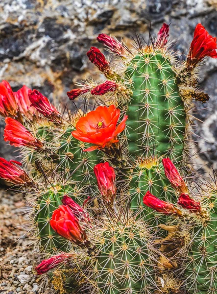 红橙花克拉瑞特杯仙人掌刺猬仙人掌金杯仙人掌盛开翠鸟植物园新墨西哥州阿尔布克尔克 — 图库照片