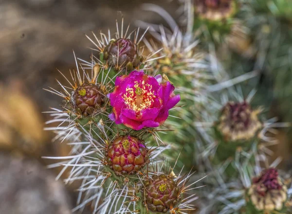 Růžové Květy Pobřežní Cholla Kaktus Kvetoucí Makro Cylindropuntia Prolifera Zkamenělý — Stock fotografie