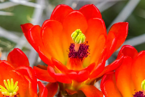Flores Naranjas Rojas Claret Cup Cactus Hedgehog Cactus Kingcup Cactus —  Fotos de Stock