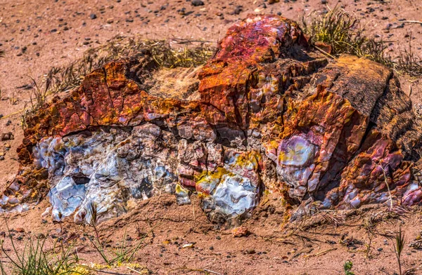 Red Orange Yellow Petrified Wood Log Kristallwald Versteinerter Wald Nationalpark — Stockfoto