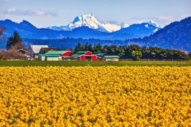 Mount Shuksan Red Farm Builiding Yellow Daffodils Flowers Snow Mountain Skagit Valley Washington State Pacific Northwest clipart