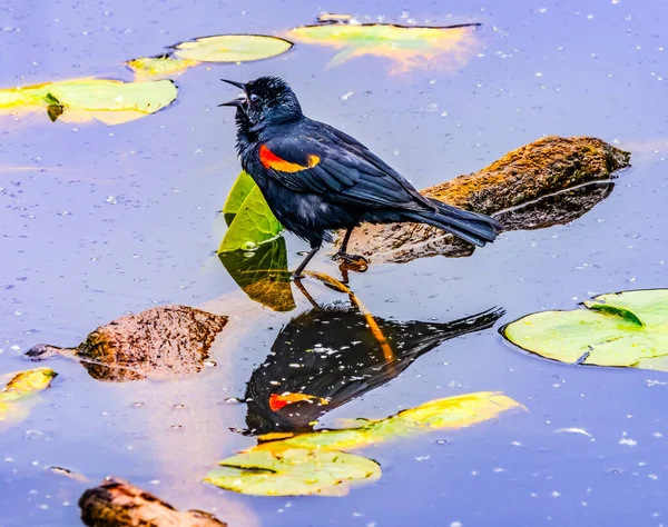 Red Wing Blackbird Sír Agelaius Phoeniceus Juanita Bay Park Lake — Stock Fotó