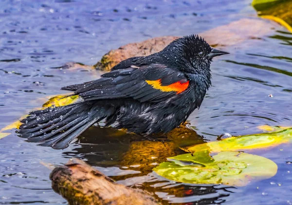 Vörös Szárnyú Feketerigó Mosás Agelaius Phoeniceus Juanita Bay Park Lake — Stock Fotó