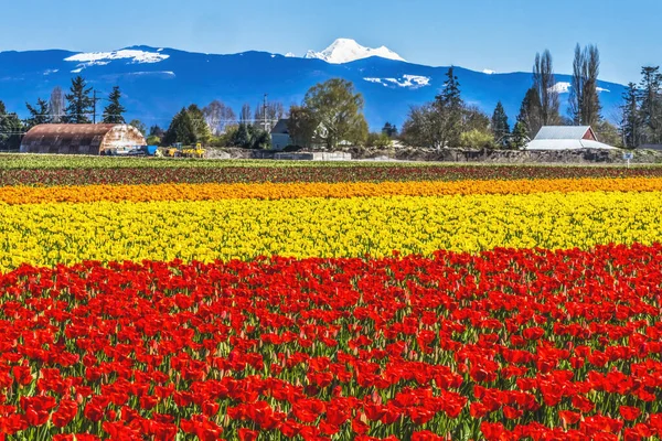 Színes Piros Sárga Tulipán Farm Havas Hegy Baker Hegyek Skagit — Stock Fotó