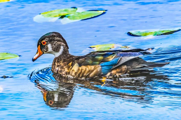 Juvenile Erkek Orman Ördeği Carolina Ördeği Aix Sponsa Tüneyen Ördek — Stok fotoğraf