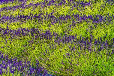 Mor Mavi İngiliz lavanta çiçekleri açan yeşil yapraklar soyut desenler Washington Eyaleti Çiftliği