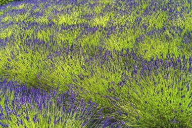 Mor Mavi İngiliz lavanta çiçekleri açan yeşil yapraklar soyut desenler Washington Eyaleti Çiftliği