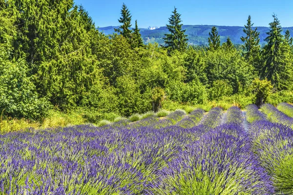 Purple Blue Anglais Fleurs Lavande Blooming Farm Snow Mountain Washington — Photo