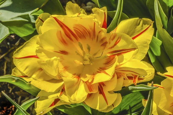 Žlutá Červená Monsella Hybridní Dvojitý Tulipán Kvetoucí Makro Skagit Valley — Stock fotografie