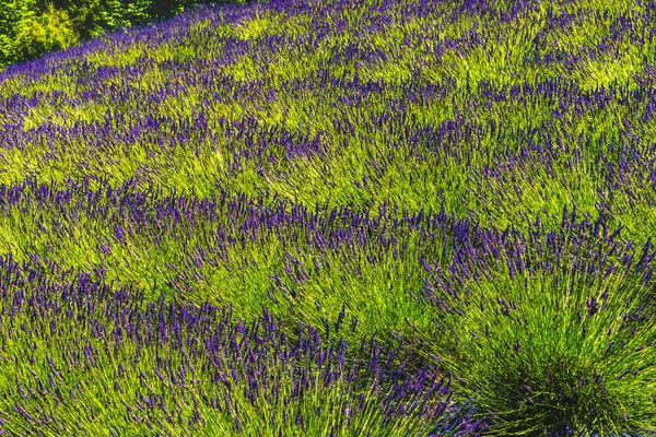 Violet Bleu Anglais Fleurs Lavande Floraison Vert Feuilles Patrons Modèles — Photo