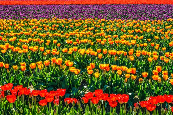 Red Orange Purple Tulips Fields Farm Mount Vernon Condado Skagit — Fotografia de Stock