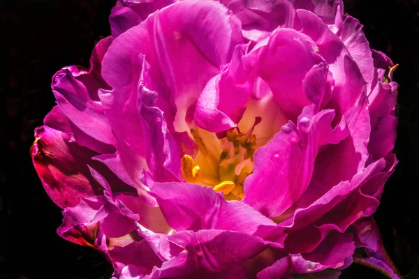 Pink Double Price Double Tulip Blooming Macro Skagit Valley Washington — стокове фото