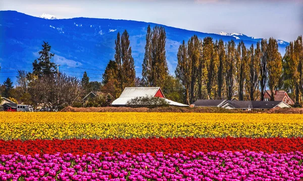 Mor Kırmızı Sarı Lale Çiçek Skagit Vadisi Kuzeybatı Washington State — Stok fotoğraf