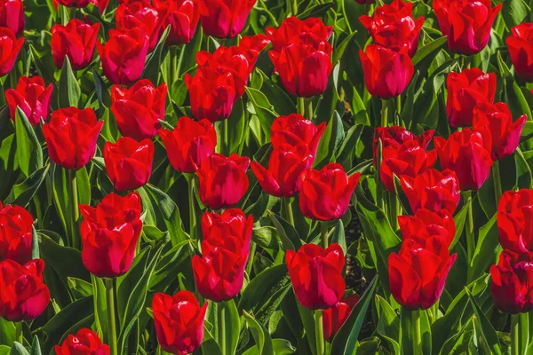 Red Tulip Fields Farm Mount Vernon Skagit County Washington Pacific — Stock Photo, Image
