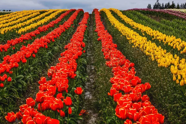 Red Yellow Tulip Hills Fleurs Skagit Valley Farm État Washington — Photo